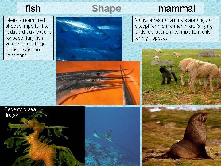 fish Sleek streamlined shapes important to reduce drag - except for sedentary fish where