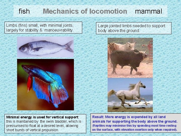 fish Mechanics of locomotion Limbs (fins) small, with minimal joints, largely for stability &