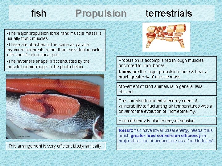 fish Propulsion • The major propulsion force (and muscle mass) is usually trunk muscles.