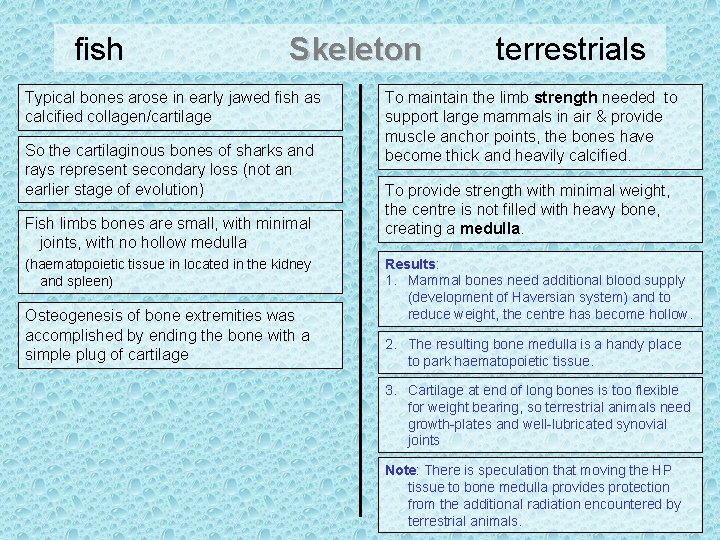 fish Skeleton Typical bones arose in early jawed fish as calcified collagen/cartilage So the