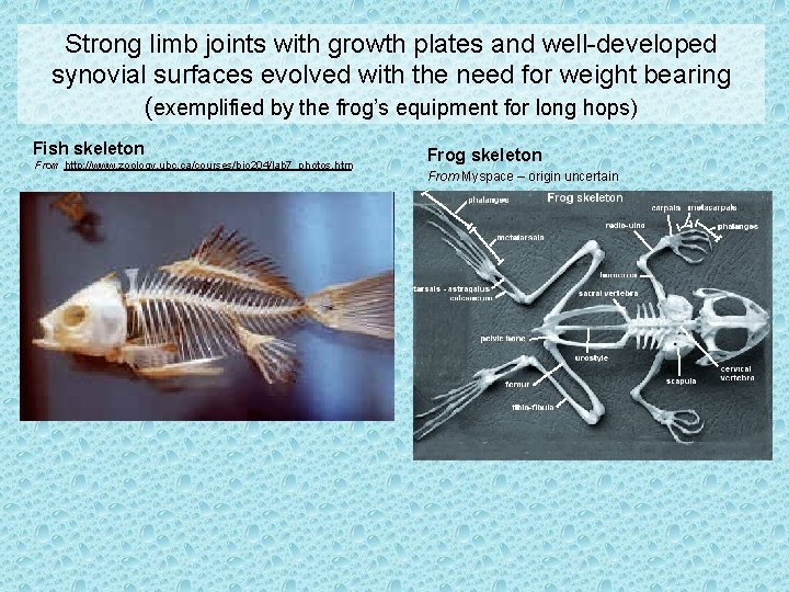 Strong limb joints with growth plates and well-developed synovial surfaces evolved with the need