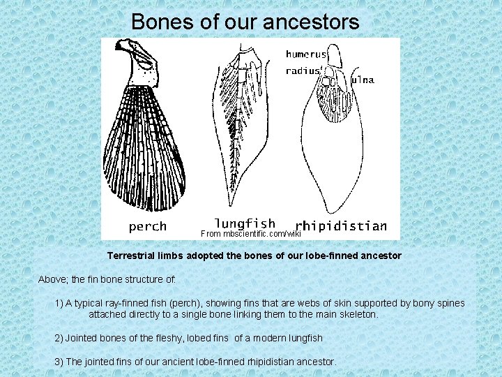 Bones of our ancestors From mbscientific. com/wiki Terrestrial limbs adopted the bones of our