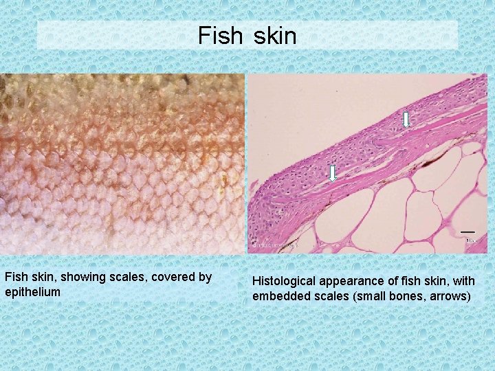 Fish skin, showing scales, covered by epithelium Histological appearance of fish skin, with embedded