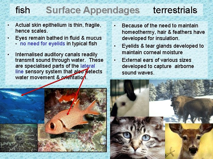 fish • • • Surface Appendages Actual skin epithelium is thin, fragile, hence scales.
