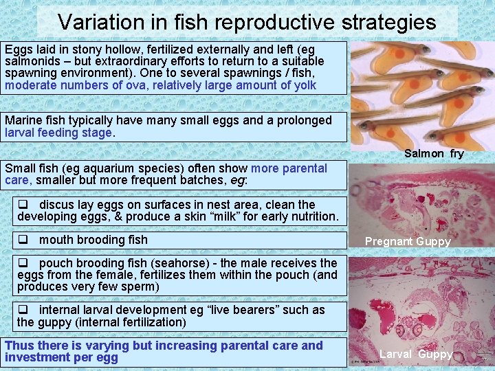 Variation in fish reproductive strategies Eggs laid in stony hollow, fertilized externally and left