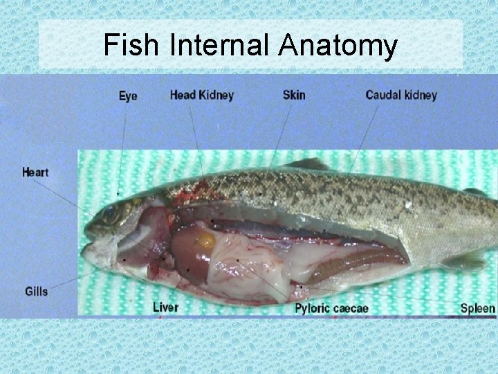 Fish Internal Anatomy 