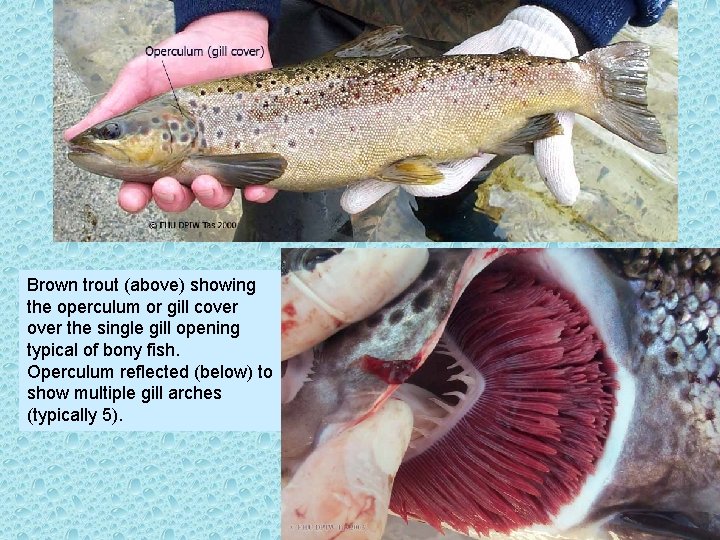 Brown trout (above) showing the operculum or gill cover the single gill opening typical