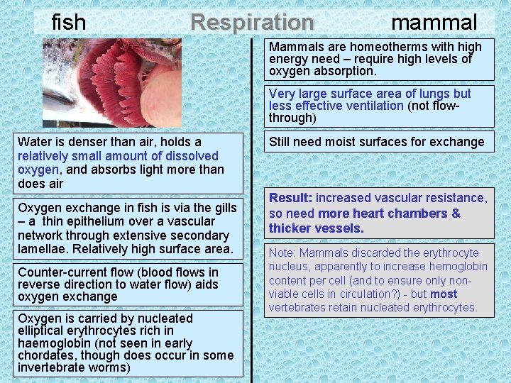 fish Respiration mammal Mammals are homeotherms with high energy need – require high levels