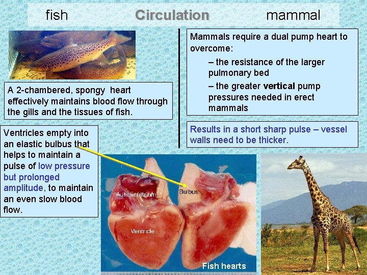 fish Circulation A 2 -chambered, spongy heart effectively maintains blood flow through the gills