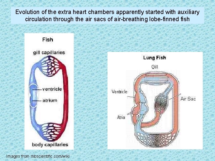 Evolution of the extra heart chambers apparently started with auxiliary circulation through the air