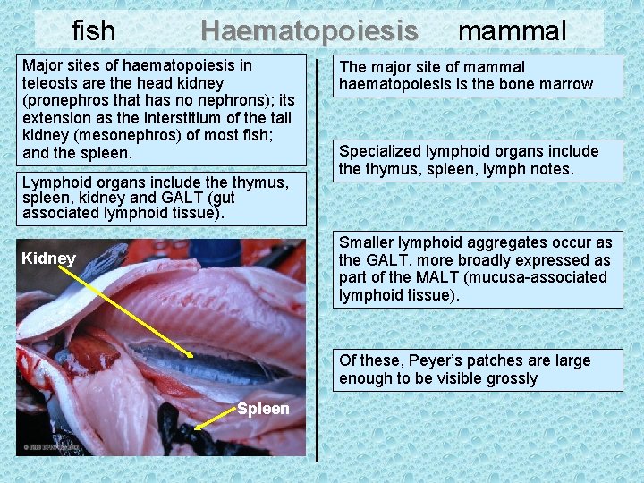 fish Haematopoiesis Major sites of haematopoiesis in teleosts are the head kidney (pronephros that
