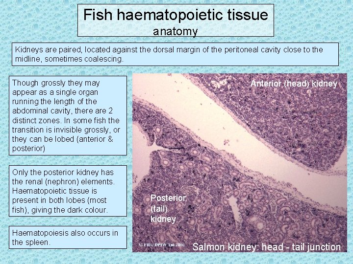 Fish haematopoietic tissue anatomy Kidneys are paired, located against the dorsal margin of the