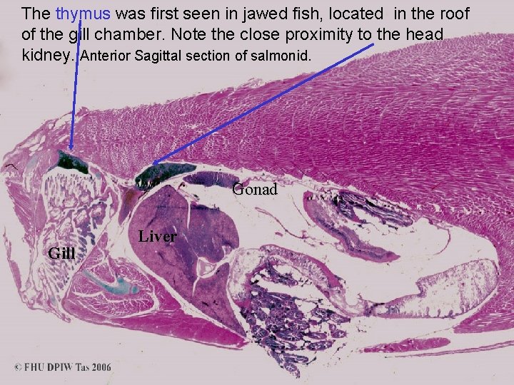The thymus was first seen in jawed fish, located in the roof of the