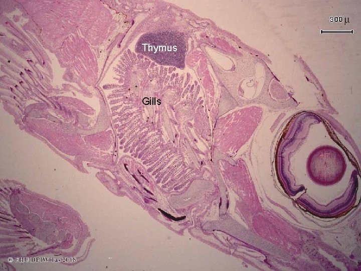 Thymus Gills 