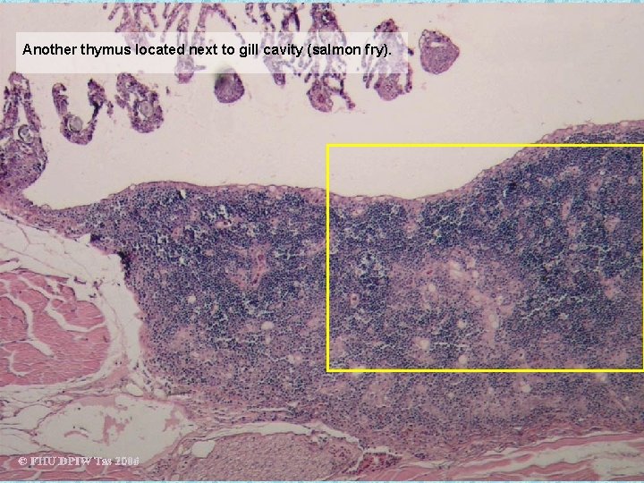 Another thymus located next to gill cavity (salmon fry). 