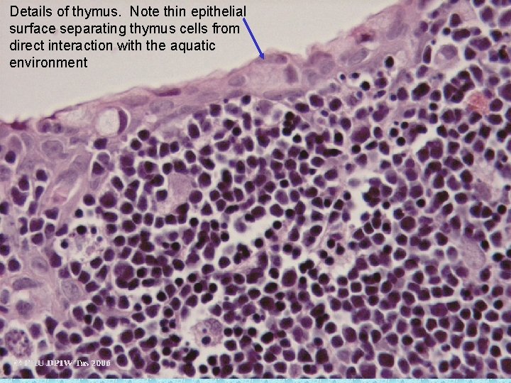 Details of thymus. Note thin epithelial surface separating thymus cells from direct interaction with