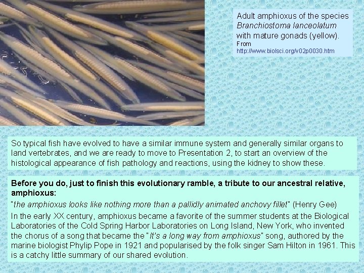 Adult amphioxus of the species Branchiostoma lanceolatum with mature gonads (yellow). From http: //www.