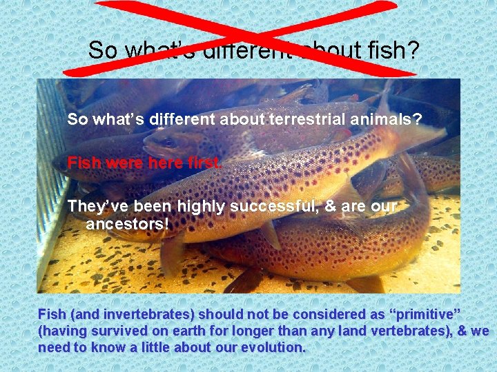 So what’s different about fish? So what’s different about terrestrial animals? Fish were here