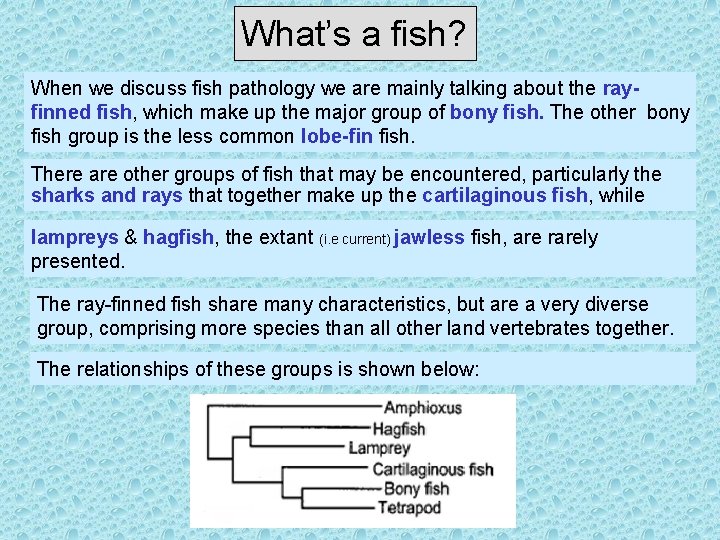 What’s a fish? When we discuss fish pathology we are mainly talking about the