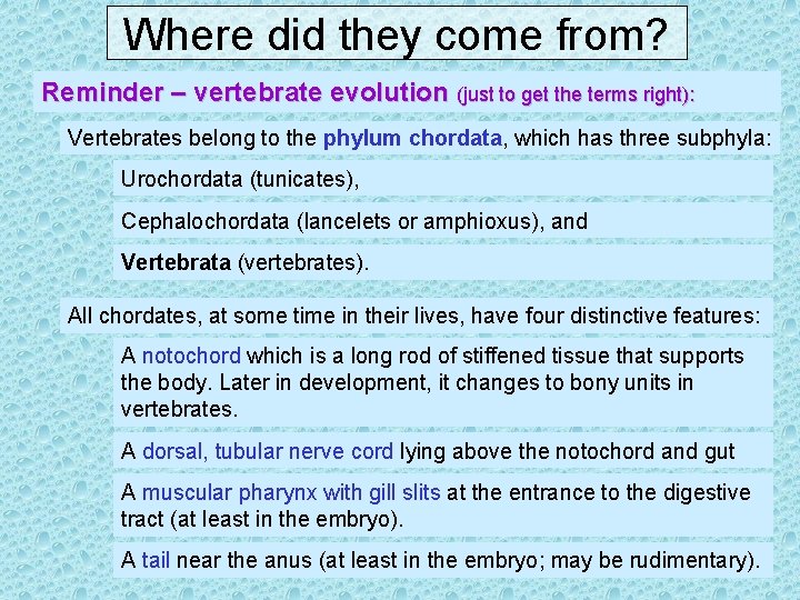 Where did they come from? Reminder – vertebrate evolution (just to get the terms