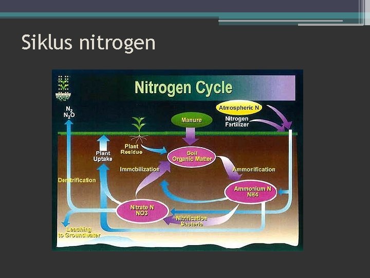 Siklus nitrogen 