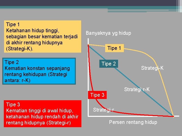 Tipe 1 Ketahanan hidup tinggi, sebagian besar kematian terjadi di akhir rentang hidupnya (Strategi-K).