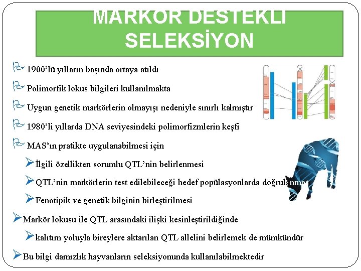 MARKÖR DESTEKLİ SELEKSİYON 1900’lü yılların başında ortaya atıldı Polimorfik lokus bilgileri kullanılmakta Uygun genetik