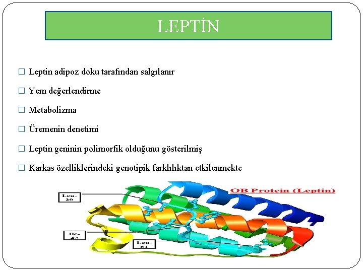 LEPTİN � Leptin adipoz doku tarafından salgılanır � Yem değerlendirme � Metabolizma � Üremenin