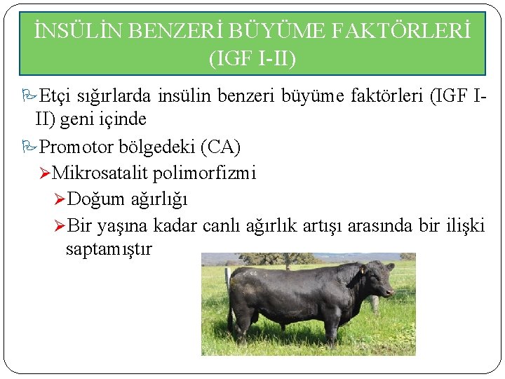 İNSÜLİN BENZERİ BÜYÜME FAKTÖRLERİ (IGF I-II) Etçi sığırlarda insülin benzeri büyüme faktörleri (IGF I-