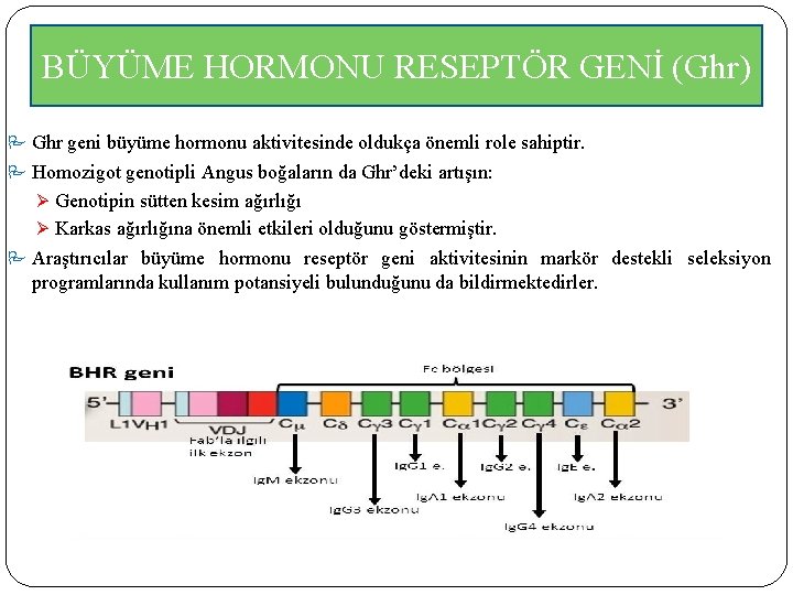 BÜYÜME HORMONU RESEPTÖR GENİ (Ghr) Ghr geni büyüme hormonu aktivitesinde oldukça önemli role sahiptir.