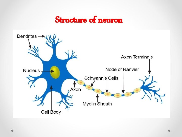 Structure of neuron 