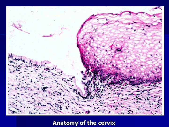 Anatomy of the cervix 