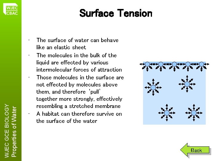 Surface Tension • • Properties of Water WJEC GCE BIOLOGY • • The surface