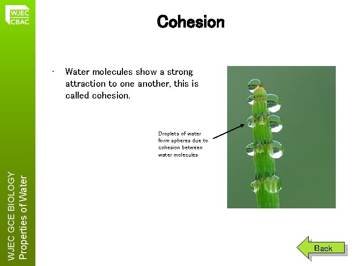 Cohesion • Water molecules show a strong attraction to one another, this is called