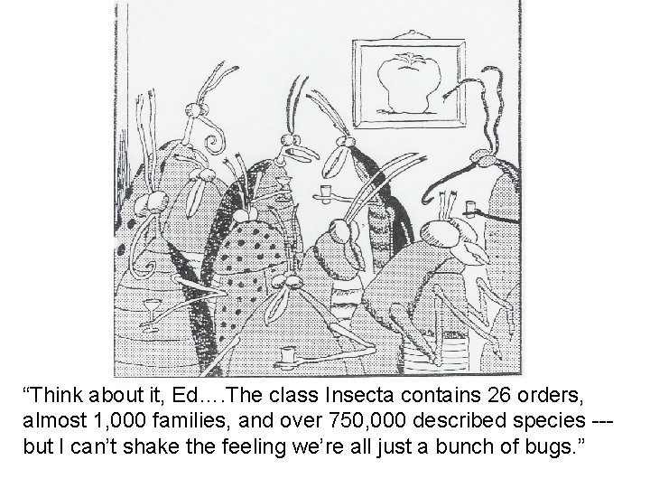 “Think about it, Ed…. The class Insecta contains 26 orders, almost 1, 000 families,