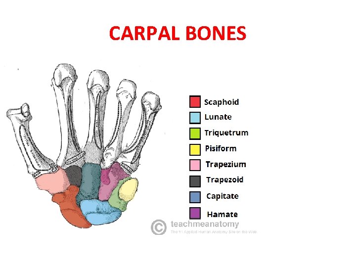 CARPAL BONES 