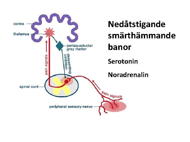 Nedåtstigande smärthämmande banor Serotonin Noradrenalin 