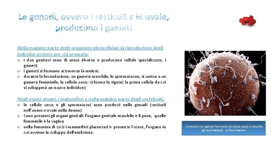 Nella maggior parte degli organismi pluricellulari la riproduzione degli individui avviene per via sessuata: