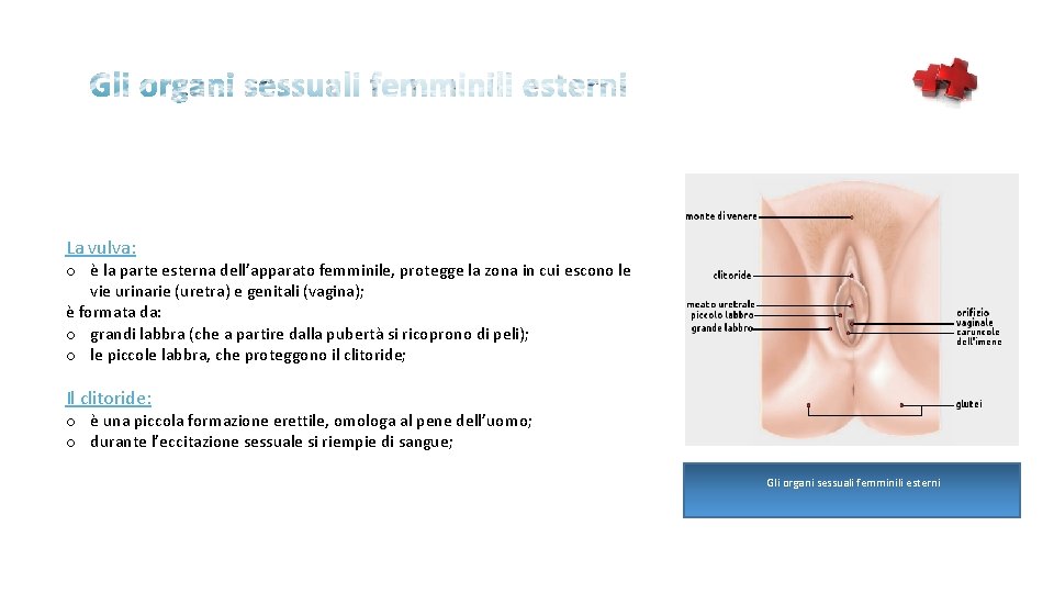 La vulva: o è la parte esterna dell’apparato femminile, protegge la zona in cui