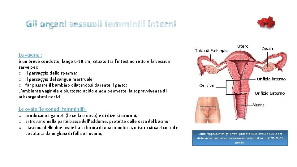 La vagina : è un breve condotto, lungo 6 -10 cm, situato tra l’intestino