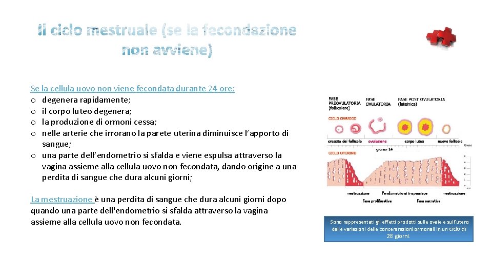 Se la cellula uovo non viene fecondata durante 24 ore: o degenera rapidamente; o