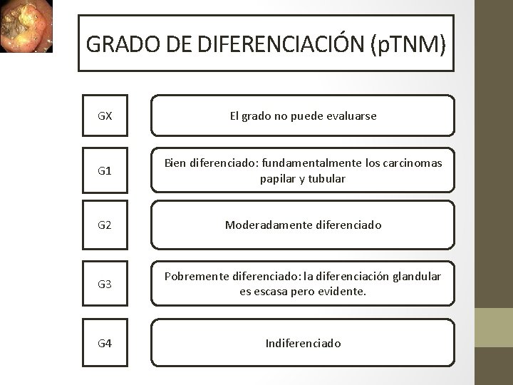 GRADO DE DIFERENCIACIÓN (p. TNM) GX El grado no puede evaluarse G 1 Bien