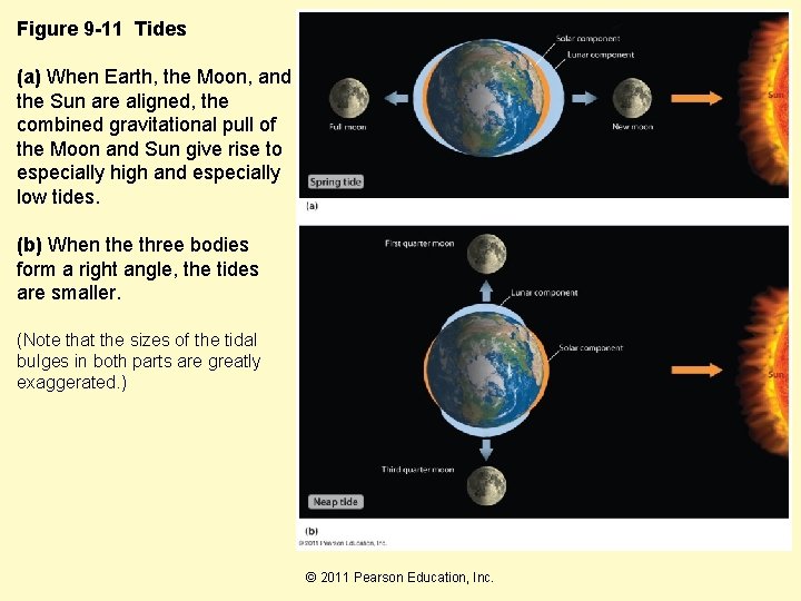 Figure 9 -11 Tides (a) When Earth, the Moon, and the Sun are aligned,