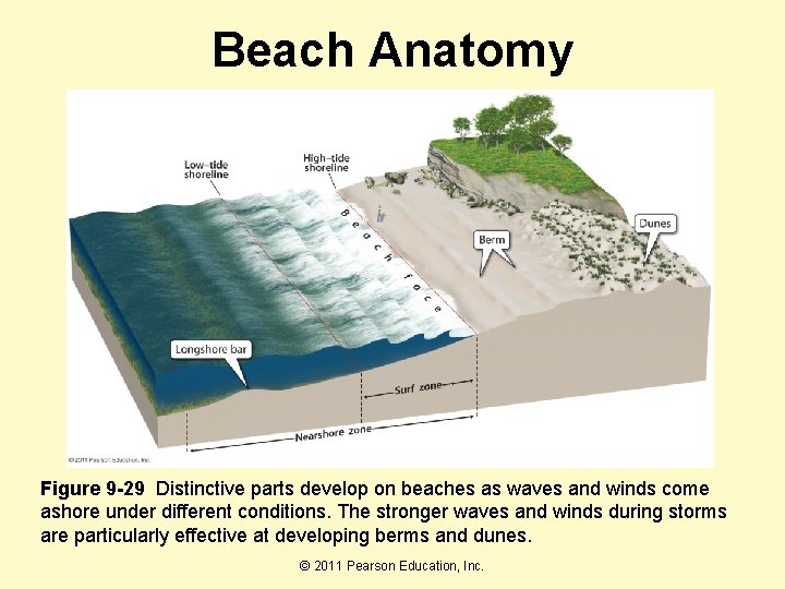 Beach Anatomy Figure 9 -29 Distinctive parts develop on beaches as waves and winds