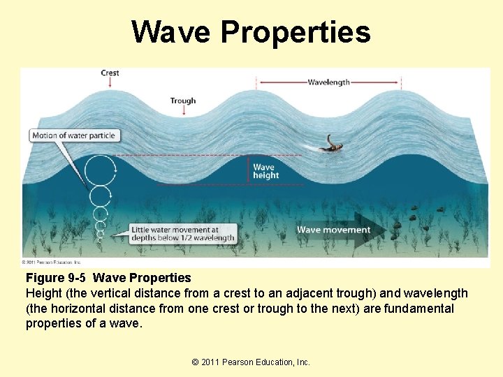 Wave Properties Figure 9 -5 Wave Properties Height (the vertical distance from a crest