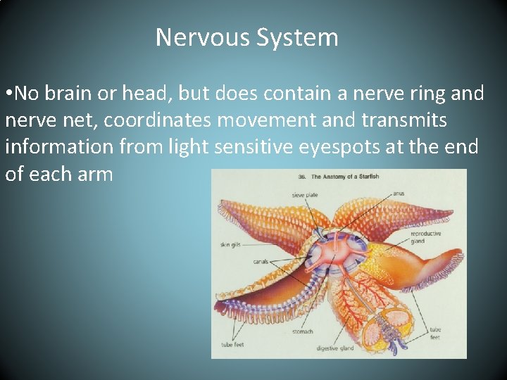 Nervous System • No brain or head, but does contain a nerve ring and
