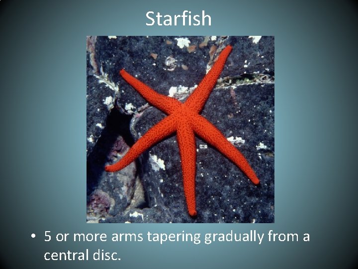 Starfish • 5 or more arms tapering gradually from a central disc. 