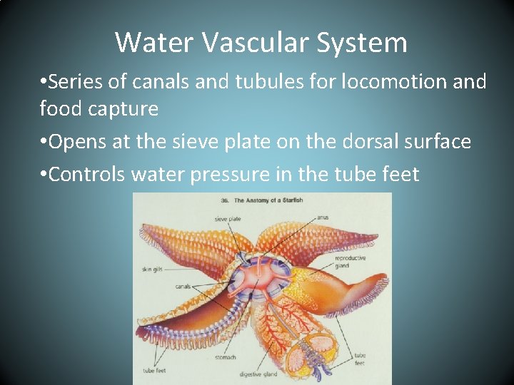 Water Vascular System • Series of canals and tubules for locomotion and food capture