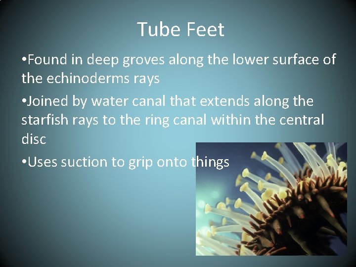 Tube Feet • Found in deep groves along the lower surface of the echinoderms