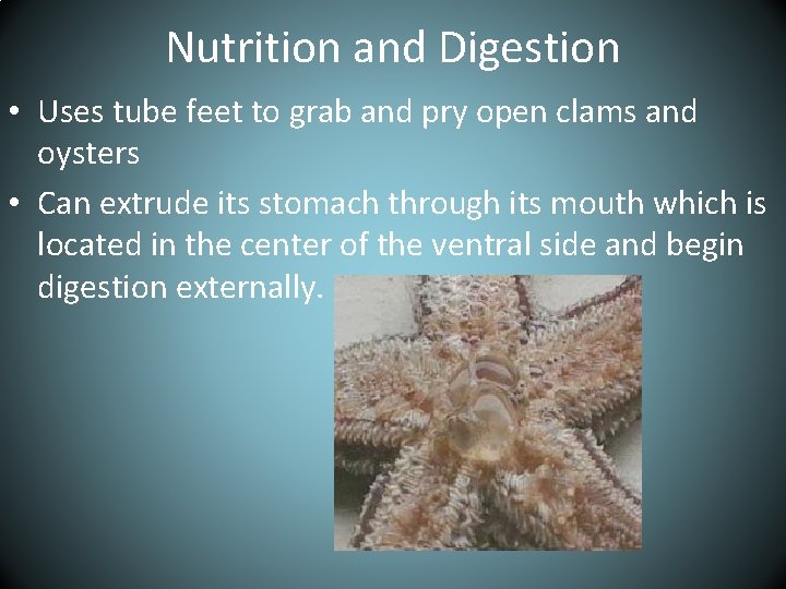 Nutrition and Digestion • Uses tube feet to grab and pry open clams and